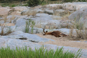 Schwarzfersenantilope / Impala / Aepyceros melampus.
