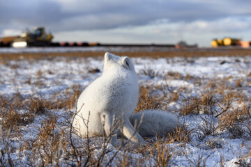 Arctic fox in winter time in Siberian tundra with industrial background.