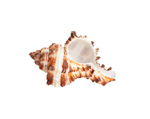 seashell isolated on white background