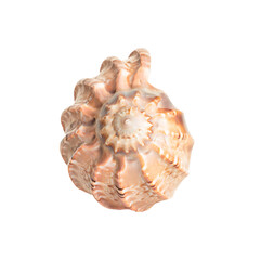 seashell isolated on white background