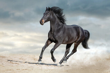 Obraz na płótnie Canvas Bay stallion free run fast on desert dust