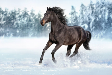Fototapeta na wymiar Beautiful horse run gallop in snow field