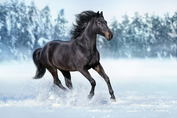horse in winter - obrazy, fototapety, plakaty