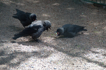 jackdaw chicks beg for food from the mother