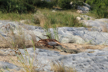 Schwarzfersenantilope und Nilkrokodil / Impala and Nile crocodile / Aepyceros melampus et...