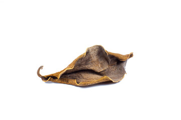 Fototapeta premium Brown dry leaf turned dark and withered on a white background. Leaf infectious and disease. Bad environment and ecology. Nature concept. Close up.