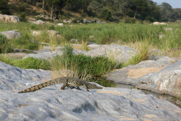 Nilkrokodil / Nile Crocodile / Crocodylus Niloticus