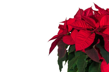 Hojas rojas de una planta de navidad poinsettia sobre un fondo blanco