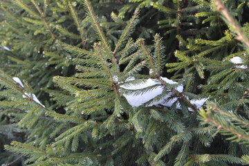 tree branches in the snow