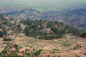 rice field terraces in yogyakarta Indonesia