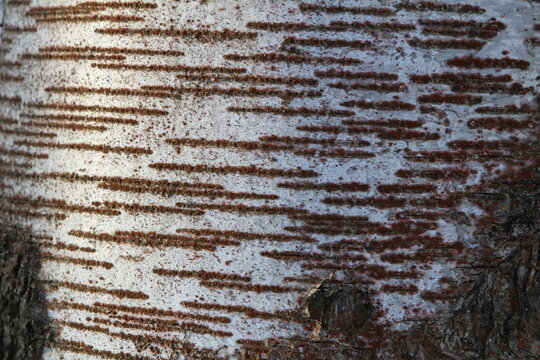 scale trentepohlia lichen on the bark of birch