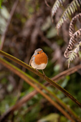 Robin on a branch