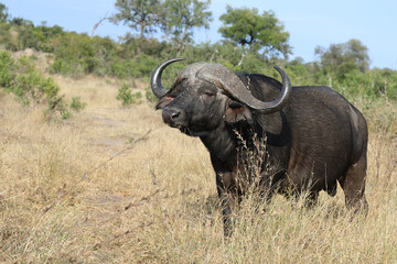 Obraz premium Kaffernbüffel / Buffalo / Syncerus caffer