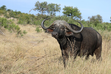 Obraz premium Kaffernbüffel / Buffalo / Syncerus caffer