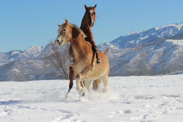 Fototapeta na wymiar Playing horses in the snow, young horses sort out the relationship