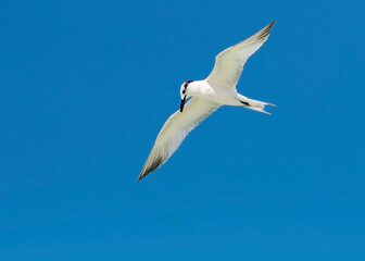 Fototapeta na wymiar Sandwich Tern (Thalasseus sandvicensis) hovering under a clear blue sky.