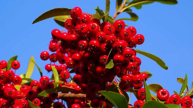Pyracantha or firethorn, red fruits of an evergreen against a blue sky