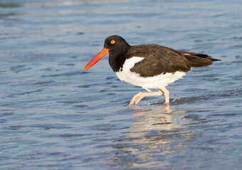 American Oystercatcher (Haematopus palliatus) walking through shallow surf on the Gulf of Mexico at St. Pete Breach, Florida.