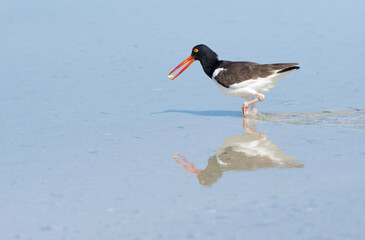 American Oysterecatcher (Haematopus palliatus) walking through a shallow pond with a small clam.