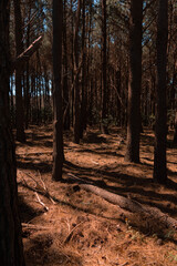 forest in autumn