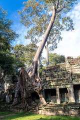 Temple Ta Prohm à Angkor, Cambodge