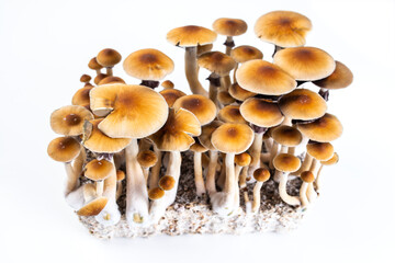 psychedelic mushrooms psilocybe cubensis