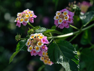 Vaulted lantana (Lantana camara). Blooming flowers on a dark background.