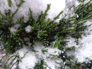 Śnieg na zielonych gałązkach.