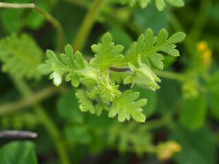 Baby Blue Eyes (Nemophila menziesii var. integrifolia)