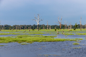 Lac à Angkor, Cambodge