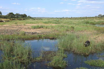 Kaffernbüffel und Kuhreiher im Sabie River / Buffalo and Cattle Egret in Sabie River / Syncerus...