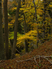 Obraz premium Herbstwald