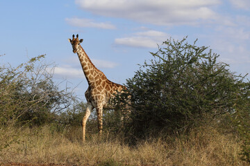Giraffe / Giraffe / Giraffa Camelopardalis