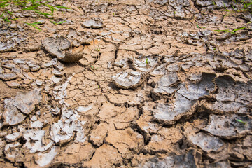 Cracked dry soil in countryside