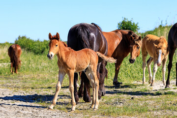 foal on the background of a herd of horses on a hot summer day under the bright sun