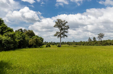 Fototapeta na wymiar Rizière verdoyante à Angkor, Cambodge