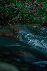river in the forest