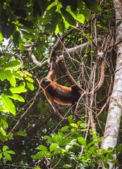 Guyane