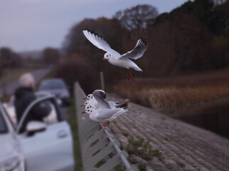 seagull in flight