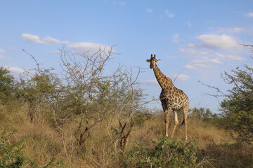 Giraffe / Giraffe / Giraffa Camelopardalis