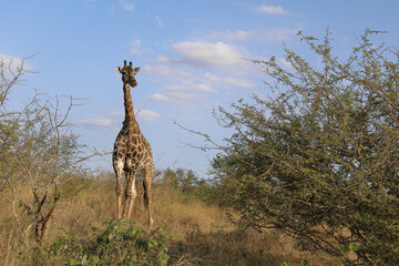 Giraffe / Giraffe / Giraffa Camelopardalis