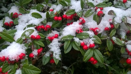 Czerwone owoce pod śniegiem.