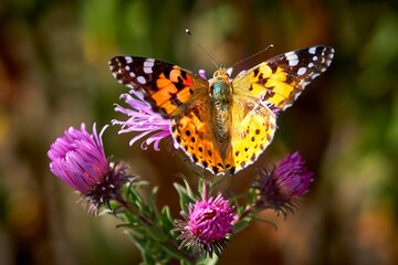 Fototapeta na wymiar butterfly, insect, flower, nature, summer, wings, macro, garden, orange, beautiful, wing, green, beauty, plant, spring, wildlife, fly, flowers, purple, color, colorful, monarch, black,