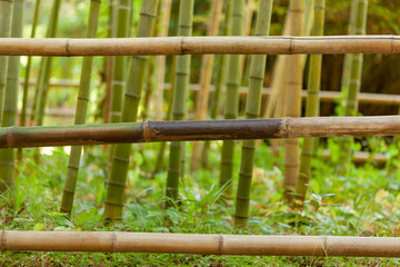 fence of three thin bamboo stems, in the background grows bamboo