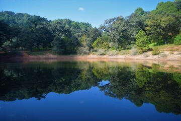 Fototapeta premium Reflejo del bosque de Neverias en Sierra de Cacoma, México 