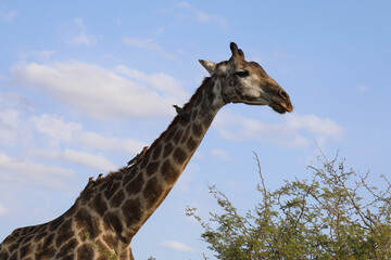 Giraffe und Gelbschnabel-Madenhacker / Giraffe and Yellow-billed oxpecker / Giraffa Camelopardalis...