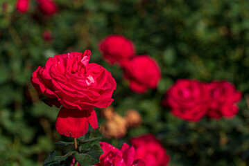 roses in the fall garden