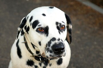 dog, dalmatian, pet, white, black, animal, puppy, cute, dogs, canine, dalmatia, spots, breed, isolated, spotted, portrait, pets, dane, excellent, purebred, head, portrait, friend,