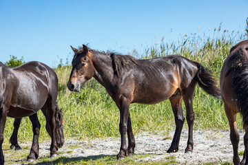 Fototapeta premium three dark horses in the bright sun, the skin glistens in the sun