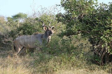 Großer Kudu / Greater Kudu / Tragelaphus strepsiceros.